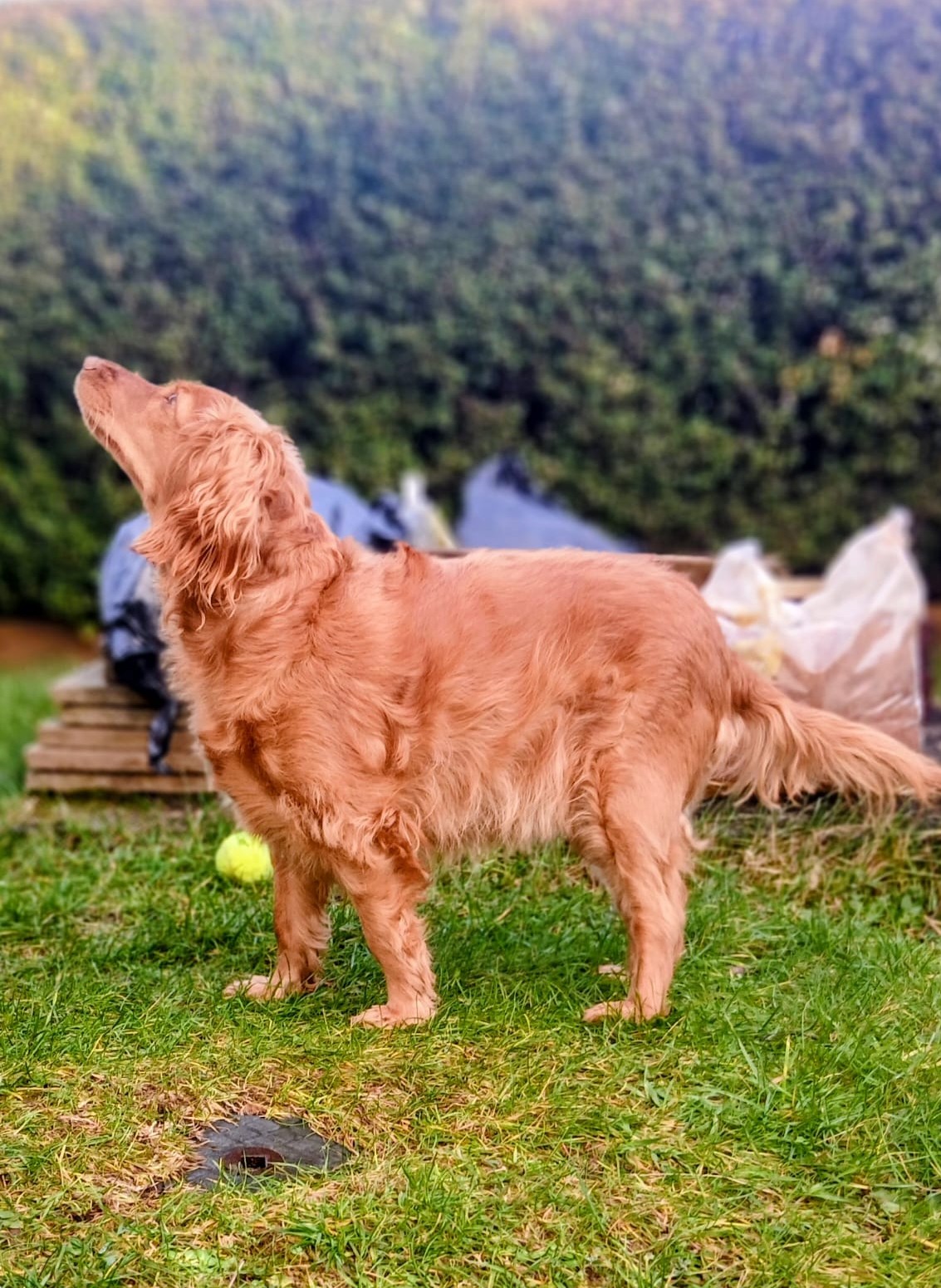Mila the dog looking up attentively