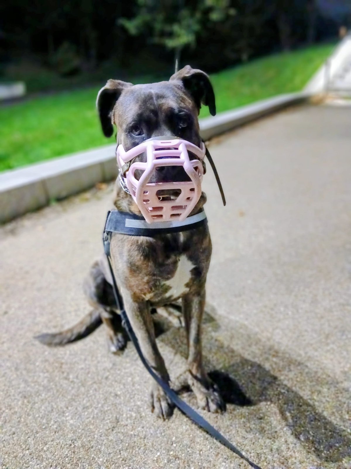Nala demonstrating positive muzzle training