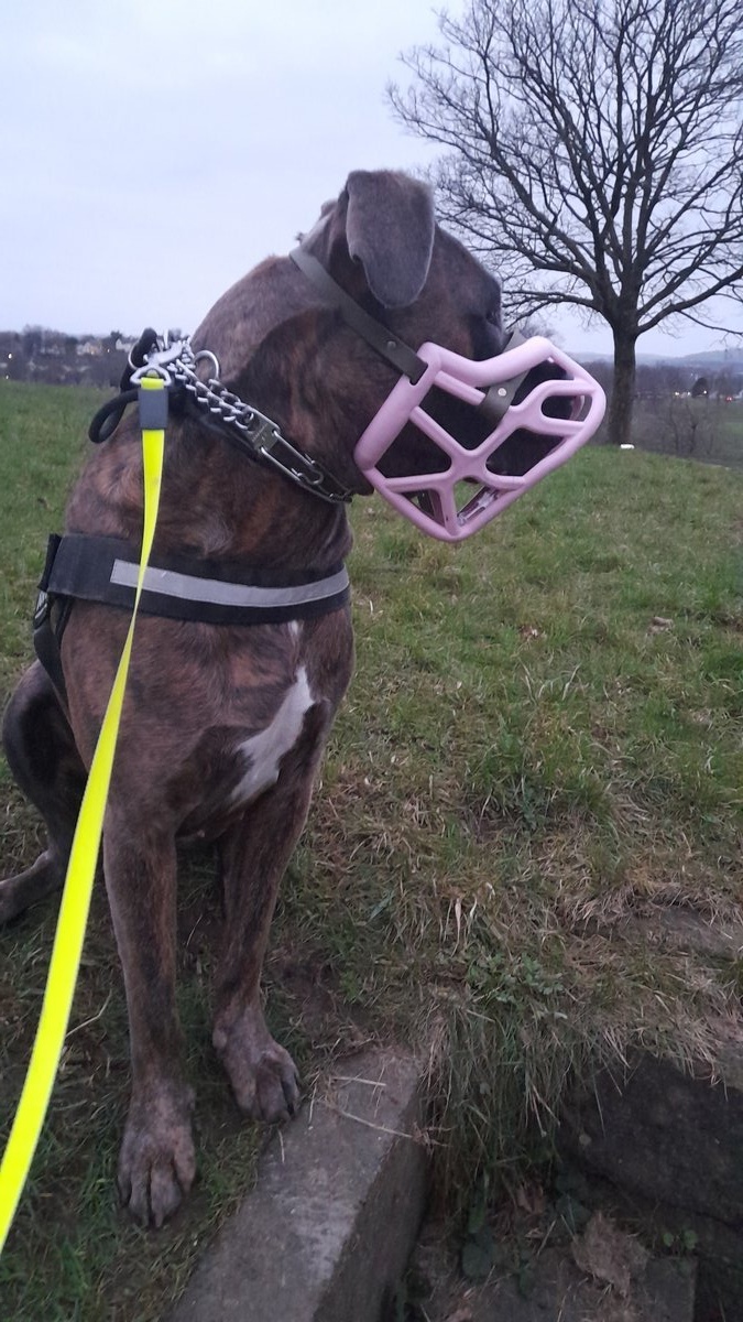 Nala the Mastiff wearing a muzzle
